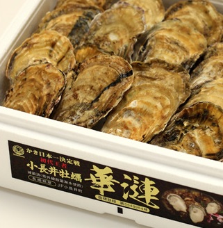 小長井牡蠣「華連」